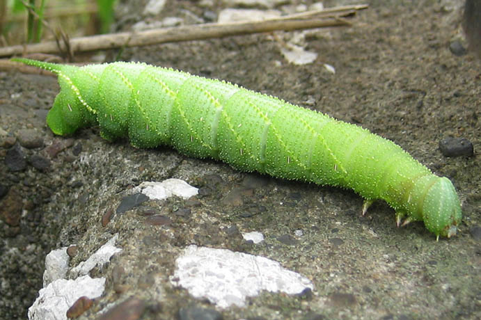 緑色 蛾 の 幼虫